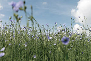 Linen - From Flax Field to Refined Fabric