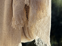 Conch Moonbeam Image 3